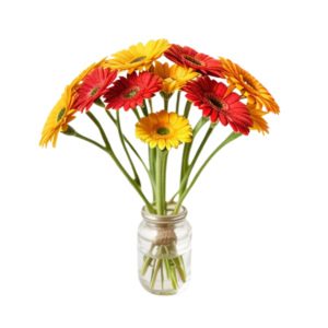 Mini gerbera