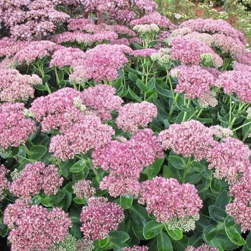 Sedum telephium - Herbstfreude