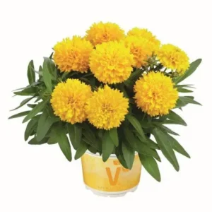 Coreopsis grandiflora -Solena® Compact