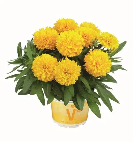 Coreopsis grandiflora -Solena® Compact