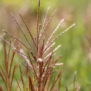 Miscanthus sinensis -Ferner Osten 19cm