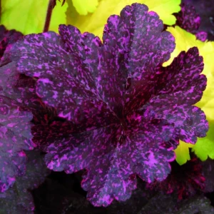 Heuchera hybrida -  Midnight RoseⓈ