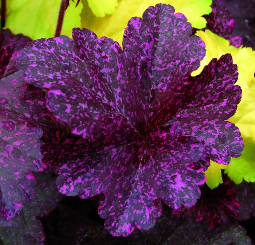 Heuchera hybrida - Midnight RoseⓈ