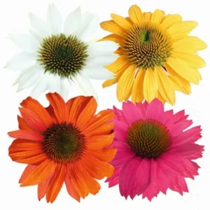 Siilikübar ‘PollyNation Mix’ 13cm