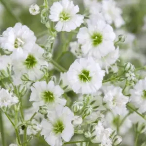 Kipslill ‘Starflakes®