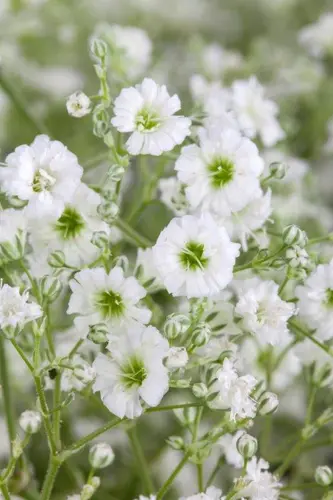 Kipslill ‘Starflakes®