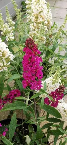 Budleja ‘Summer Bird® Raspberry’ 13cm